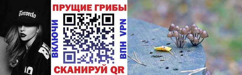 Купить  Берёзовка  Псилоцибиновые грибы GOLDEN TEACHER 